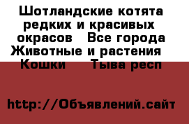 Шотландские котята редких и красивых  окрасов - Все города Животные и растения » Кошки   . Тыва респ.